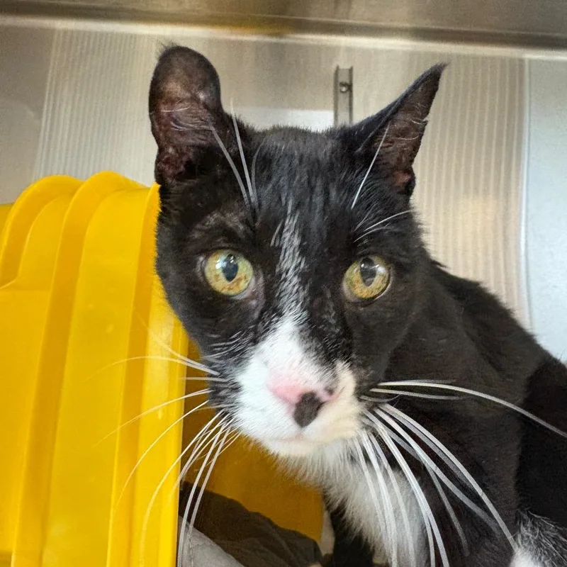 A senior medium-sized male Black Domestic Short Hair cat named Bo for adoption in Manhattan, KS