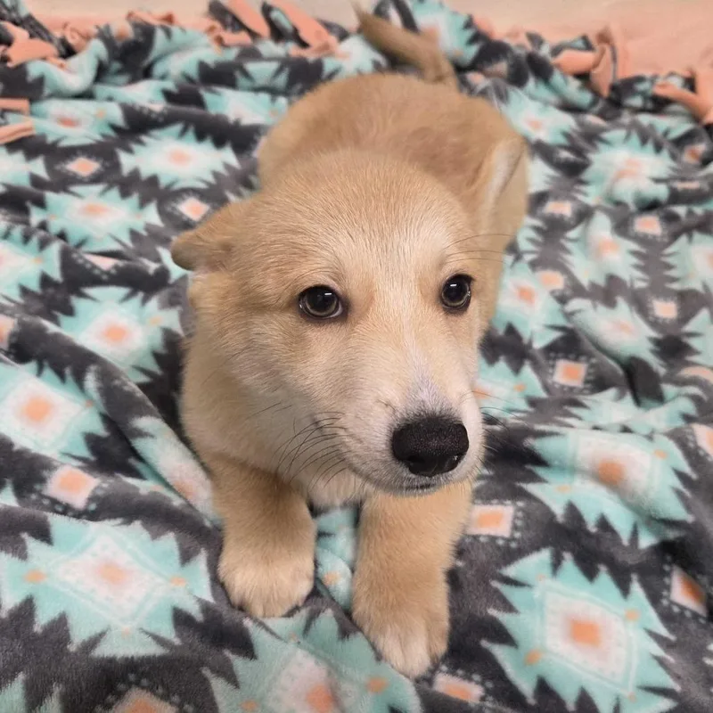 A baby small-sized male Yellow / Tan / Blond / Fawn Cardigan Welsh Corgi dog named Dopey for adoption in Beaumont, TX