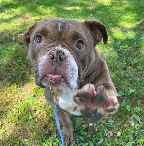 An adult large-sized male American Bulldog dog named Brownie for adoption in Oakland, CA
