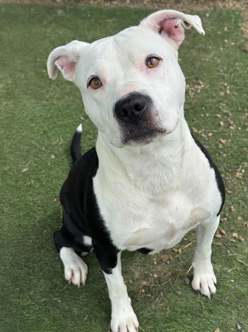 An adult medium-sized female Black Pit Bull Terrier dog named Raisin for adoption in Anderson, IN