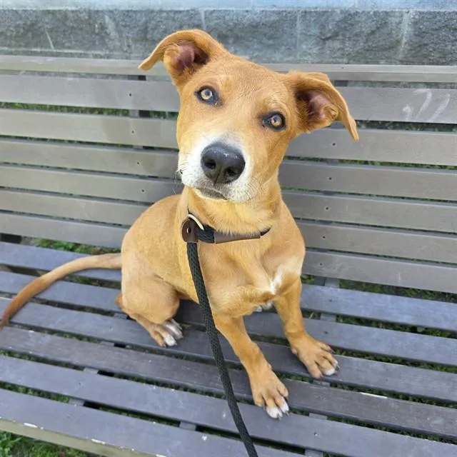 A young medium-sized female Carolina Dog dog named Caroline for adoption in Long Beach, CA