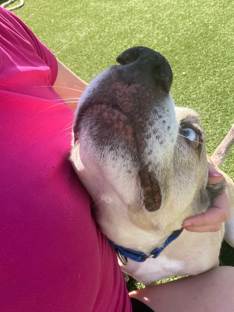 An adult medium-sized male Husky dog named Audio for adoption in Houston, TX