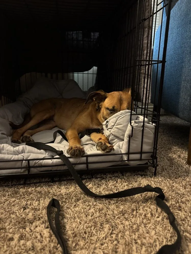 An adult medium-sized female Tricolor (Brown, Black, & White) Black Mouth Cur dog named Lily Bell for adoption in Dallas, TX