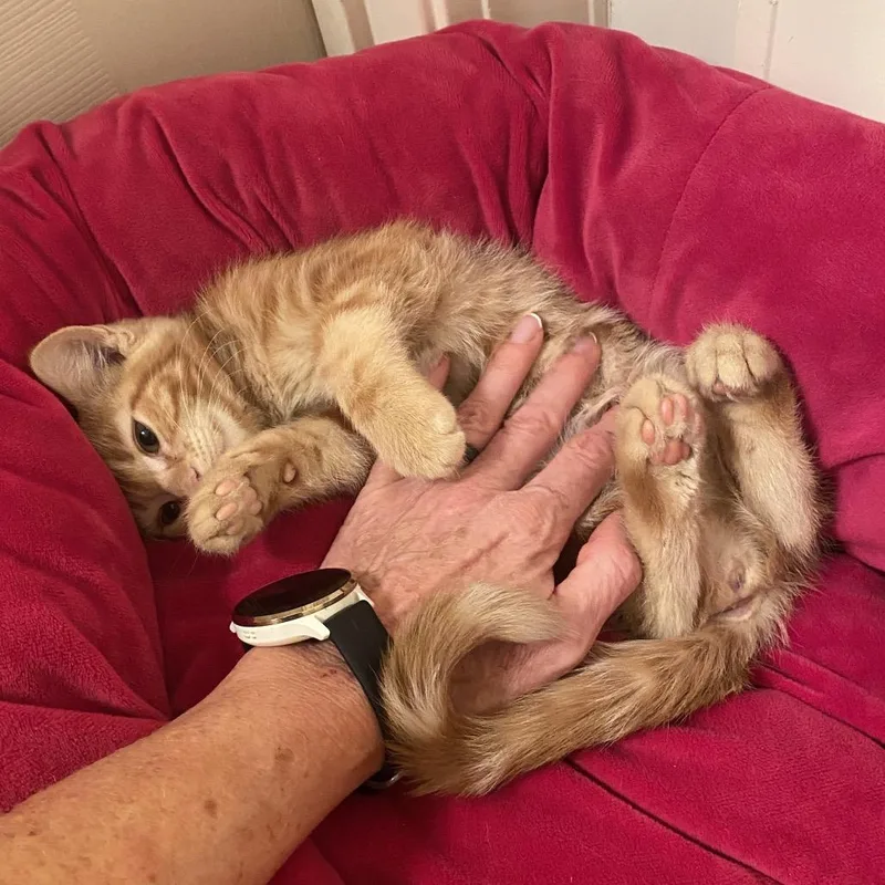 A baby small-sized female Orange / Red American Shorthair cat named Sneaky Pete for adoption in Spring Hill, KS