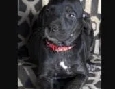 A baby medium-sized male Mixed Breed dog named Sinatra for adoption in West Chester, PA