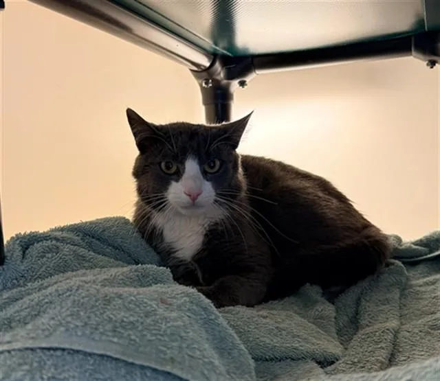 A young medium-sized male Domestic Short Hair cat named Anchovy for adoption in Statesville, NC