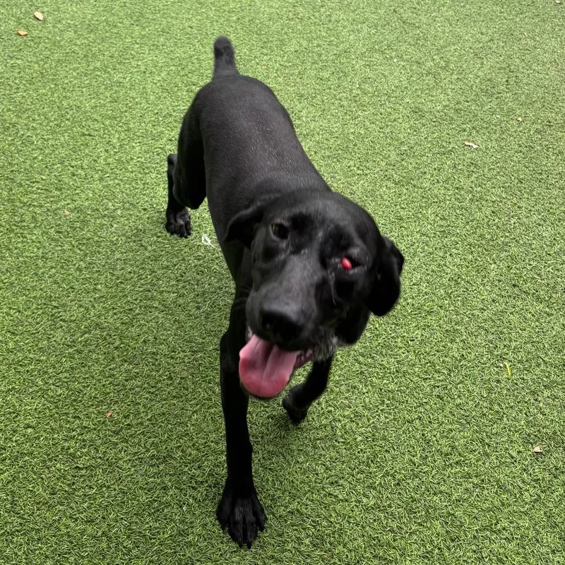 A young medium-sized female Black German Shorthaired Pointer dog named Suki for adoption in LOXAHATCHEE, FL
