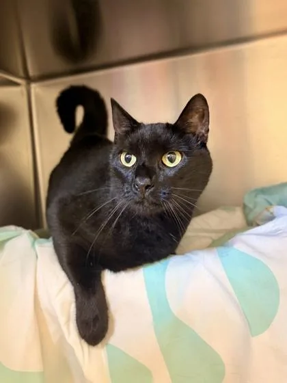 Pumpernickel