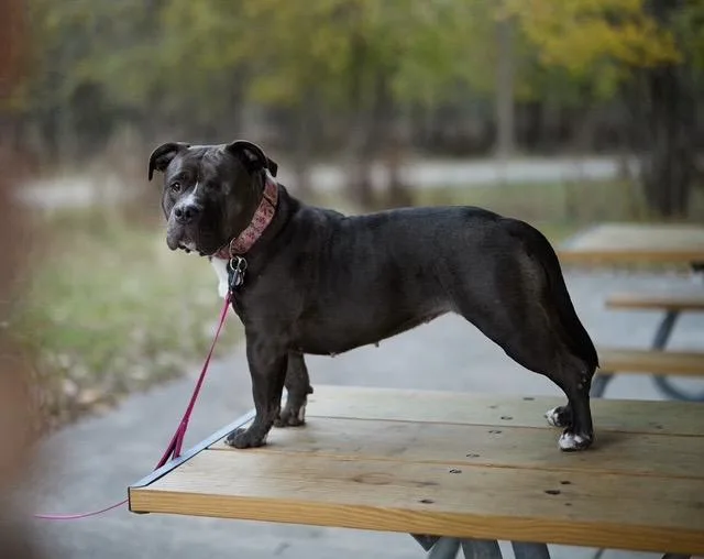 Sweetie Pie thumbnail 3