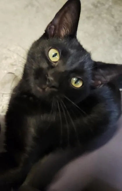 A young medium-sized female Domestic Short Hair cat named Olive for adoption in Columbus, IN