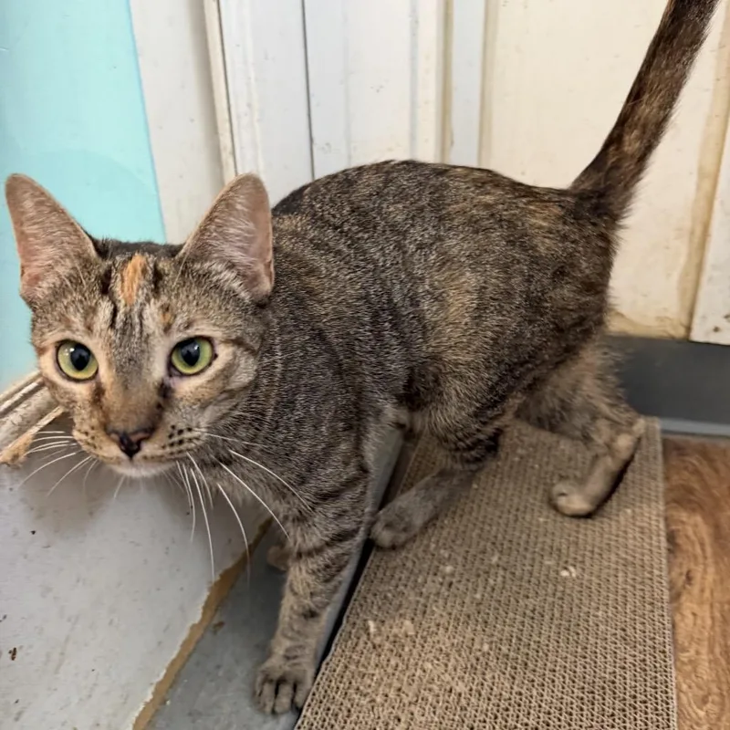 An adult medium-sized female Torbie Domestic Short Hair cat named Georgi for adoption in Quakertown, PA