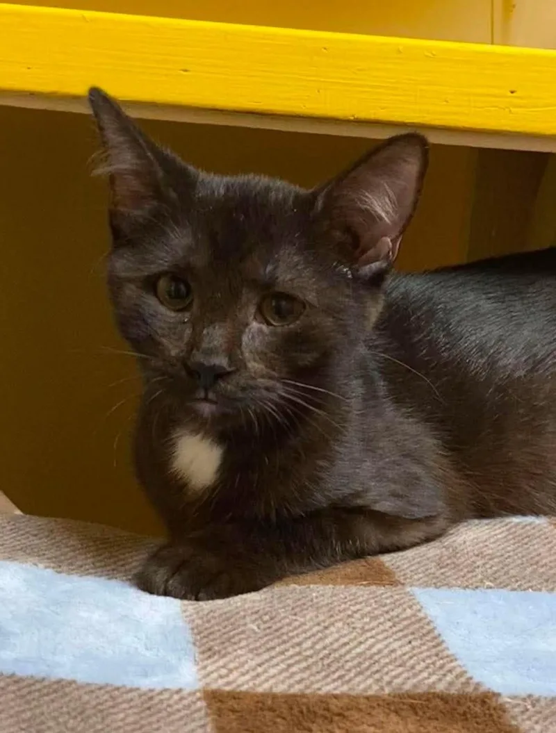 A baby medium-sized female Black Domestic Short Hair cat named Daphne for adoption in Maryville, MO