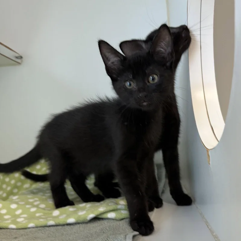 A baby small-sized male Black Domestic Short Hair cat named Han for adoption in Oakland, CA