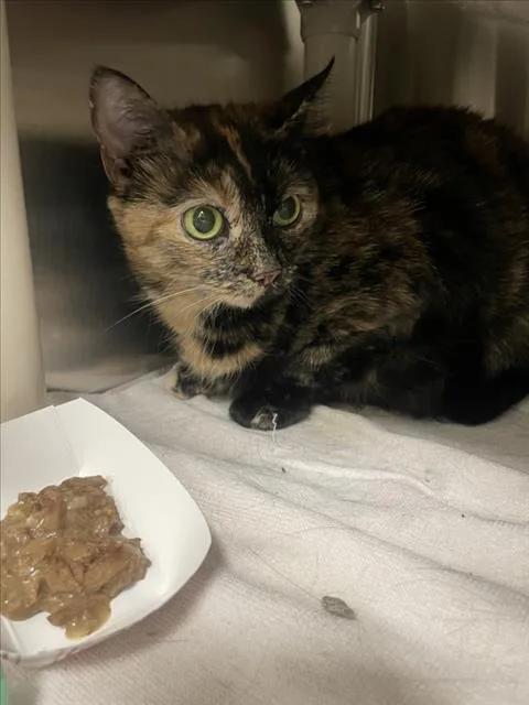 An adult medium-sized female Domestic Short Hair cat named Amaryllis for adoption in Derwood, MD