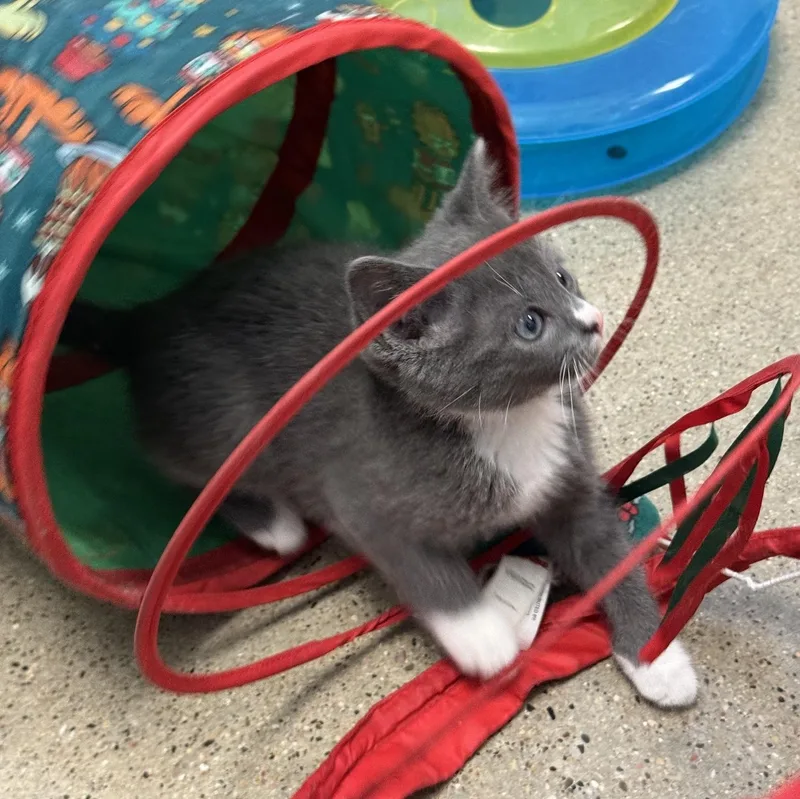 Roscoe