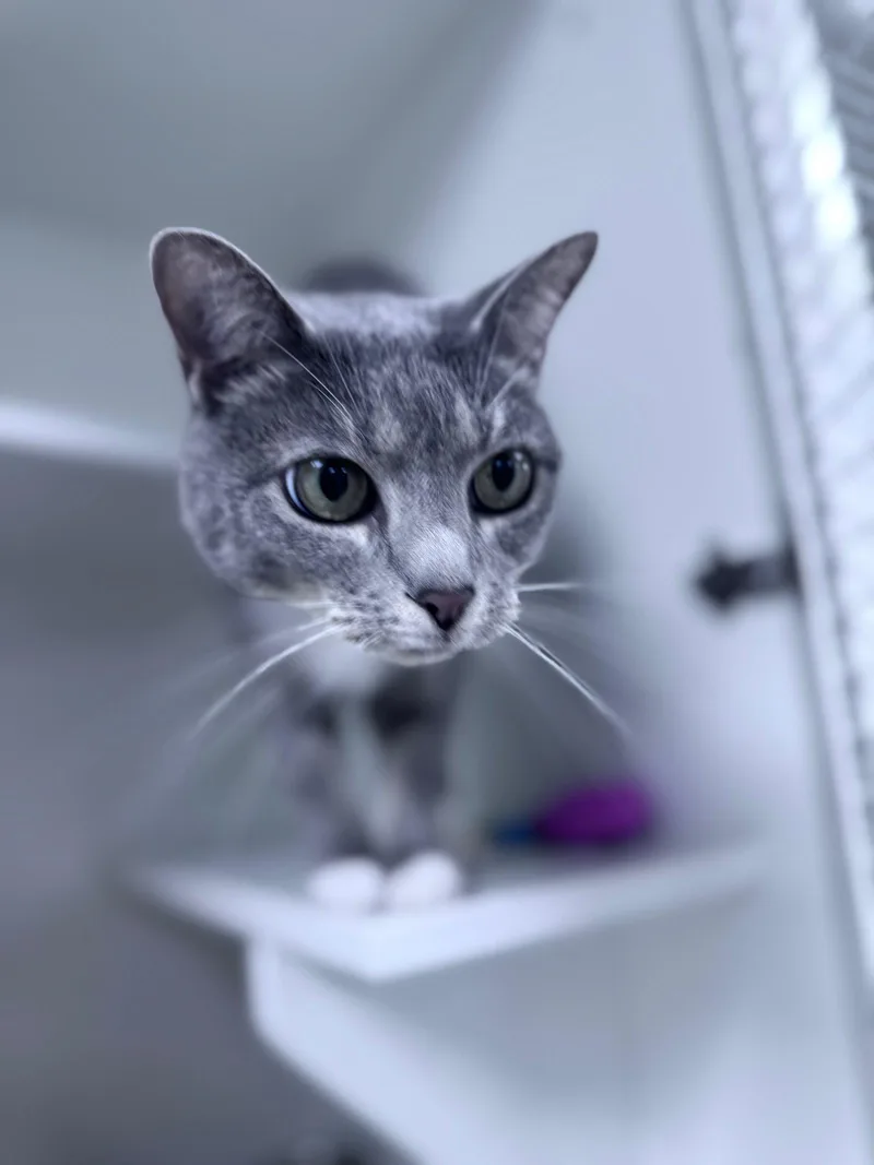 A young medium-sized female Domestic Short Hair cat named Ollo for adoption in Satellite Beach, FL