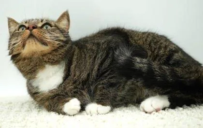 An adult extra large-sized male Domestic Short Hair cat named Stitch for adoption in Bowling Green, KY