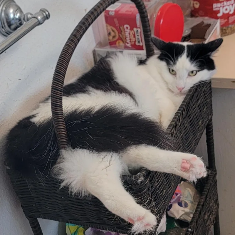 A young large-sized male Black Domestic Long Hair cat named Bisby for adoption in Houston, TX