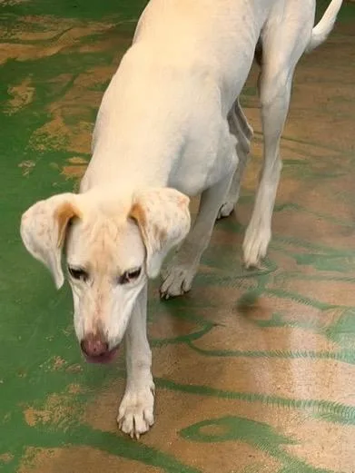 A baby medium-sized male English Pointer dog named Bow for adoption in Brookhaven, MS