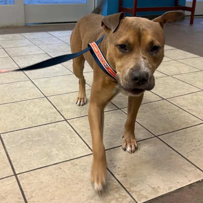 An adult large-sized male Yellow / Tan / Blond / Fawn Mixed Breed dog named Myers for adoption in Columbus, GA