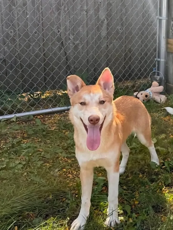 A young large-sized female Akita dog named Landry for adoption in hinckley, IL