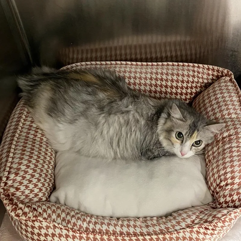 An adult small-sized female Gray / Blue / Silver Domestic Medium Hair cat named Wagsstray__ for adoption in Westminster, CA