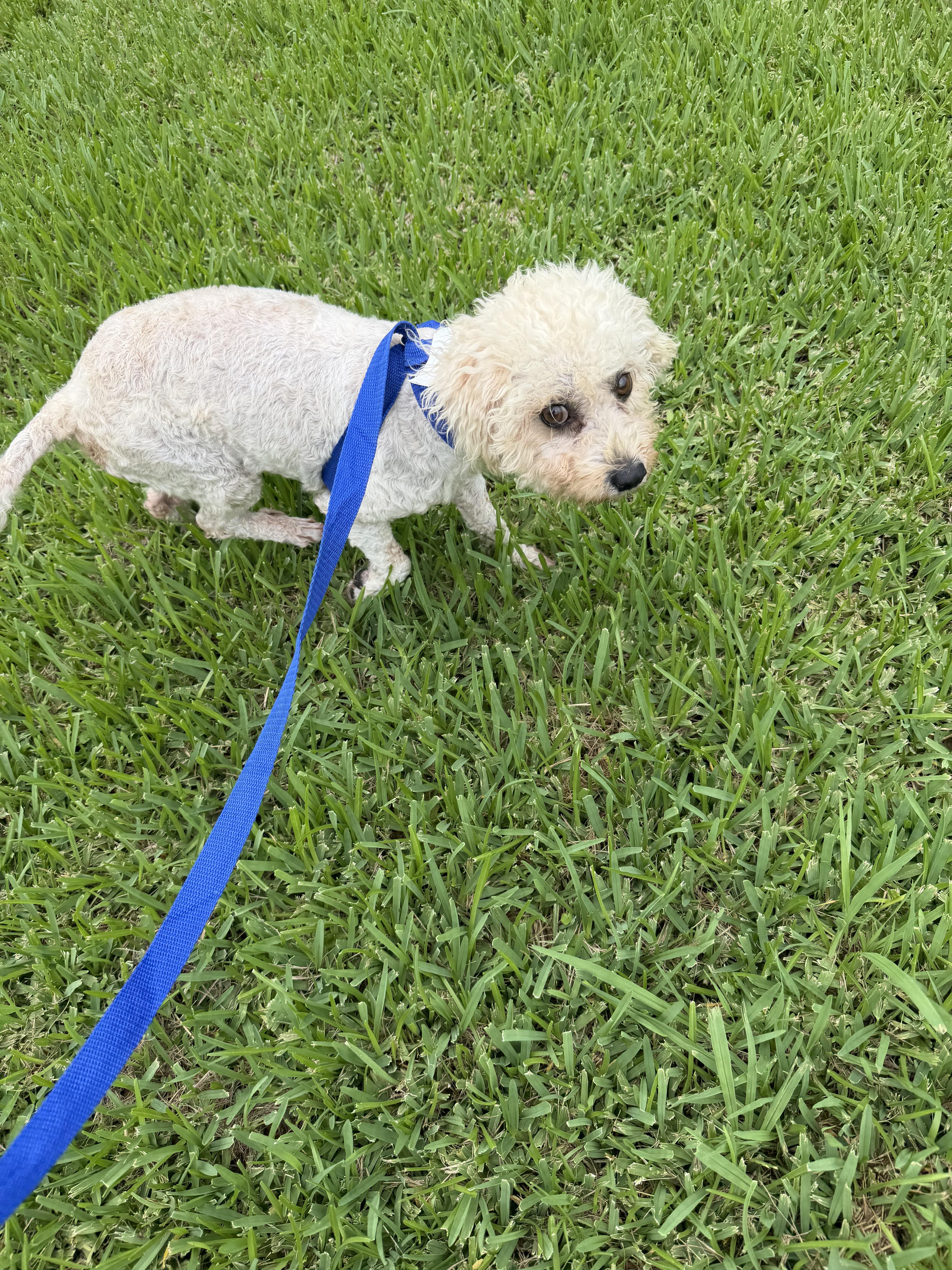 An adult small-sized female Maltipoo dog named Proncess for adoption in Louise, TX