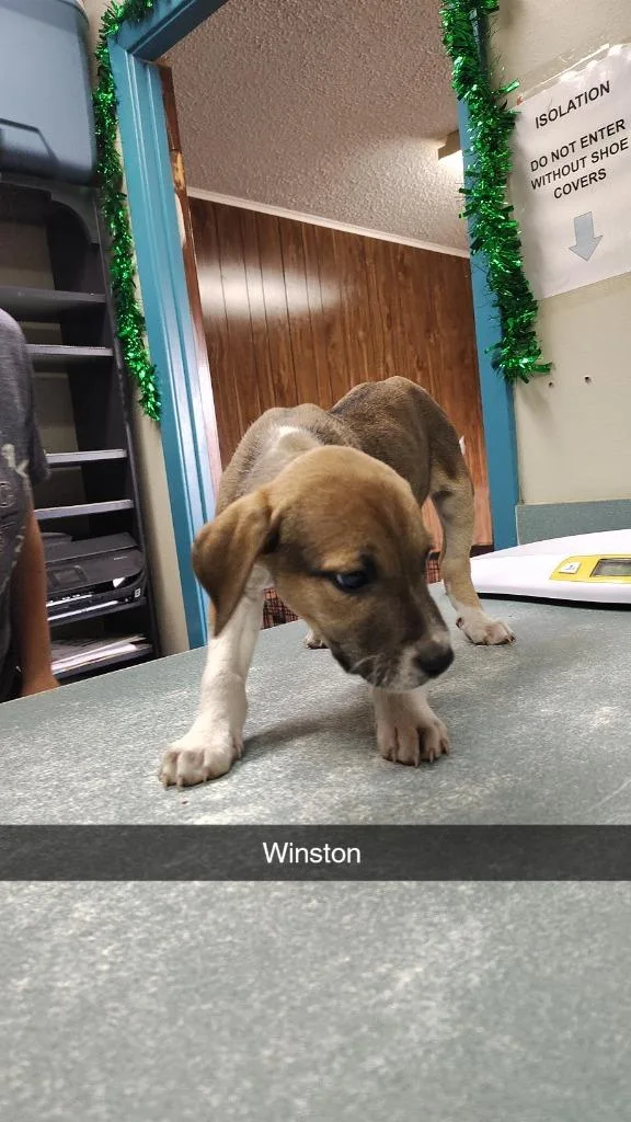 Winston