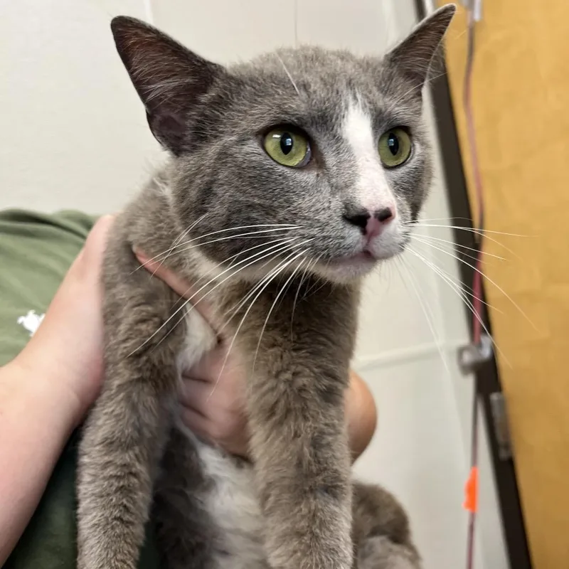 An adult medium-sized male Gray / Blue / Silver Domestic Short Hair cat named Anthony for adoption in Columbiana, AL