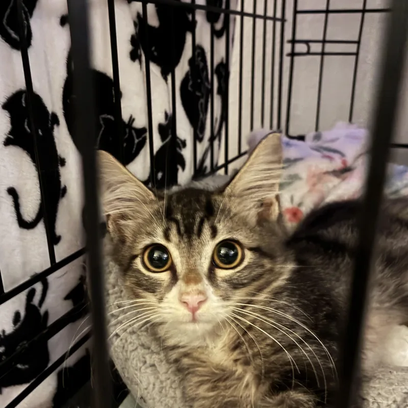 A baby large-sized male Tabby (Brown / Chocolate) Domestic Long Hair cat named Freddy Cougar for adoption in Liverpool, TX
