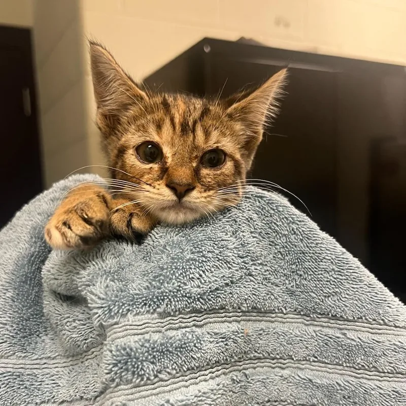 A baby small-sized female Brown / Chocolate Domestic Short Hair cat named Smiley Miley for adoption in Charlottesville, VA