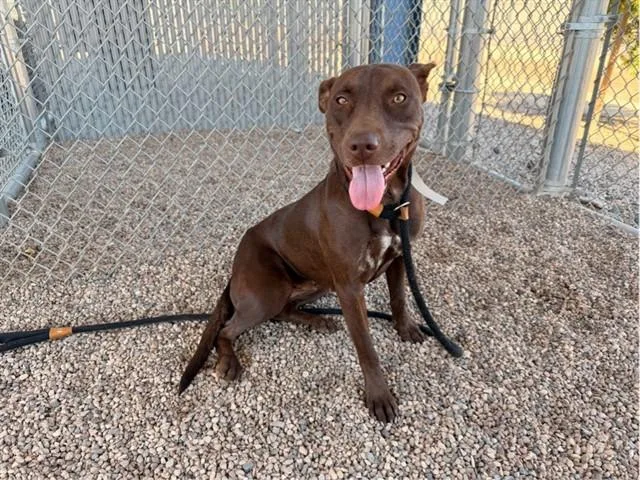 A young large-sized female Pit Bull Terrier dog named Chocolate for adoption in Mesa, AZ