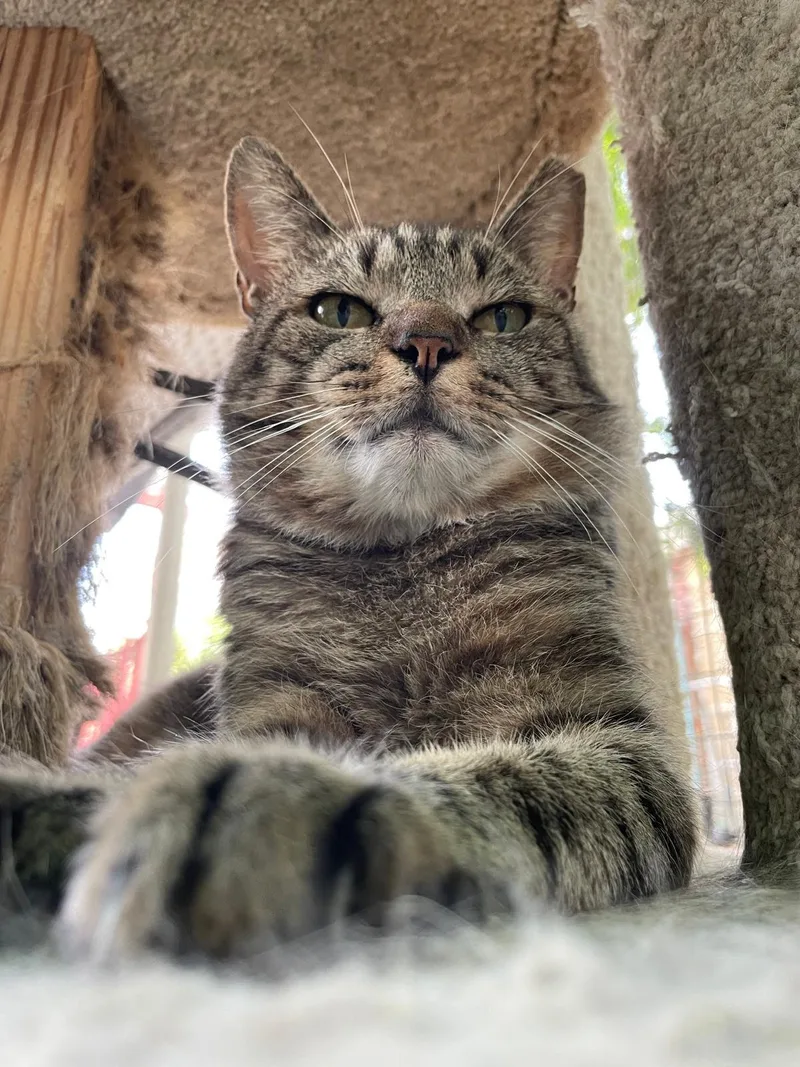 An adult medium-sized male American Shorthair cat named Bruno for adoption in South Ozone Park, NY