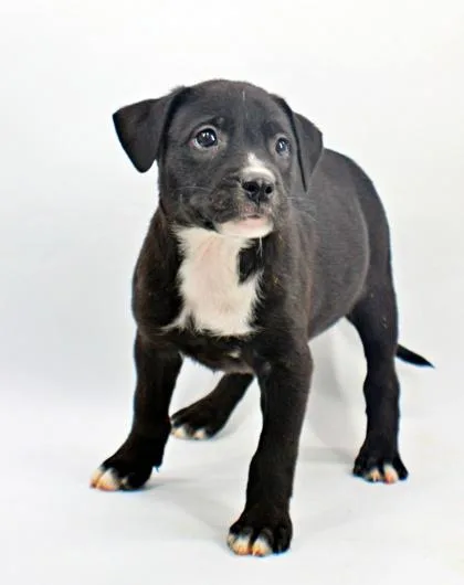 A baby medium-sized male Labrador Retriever dog named Mike for adoption in Morton Grove, IL