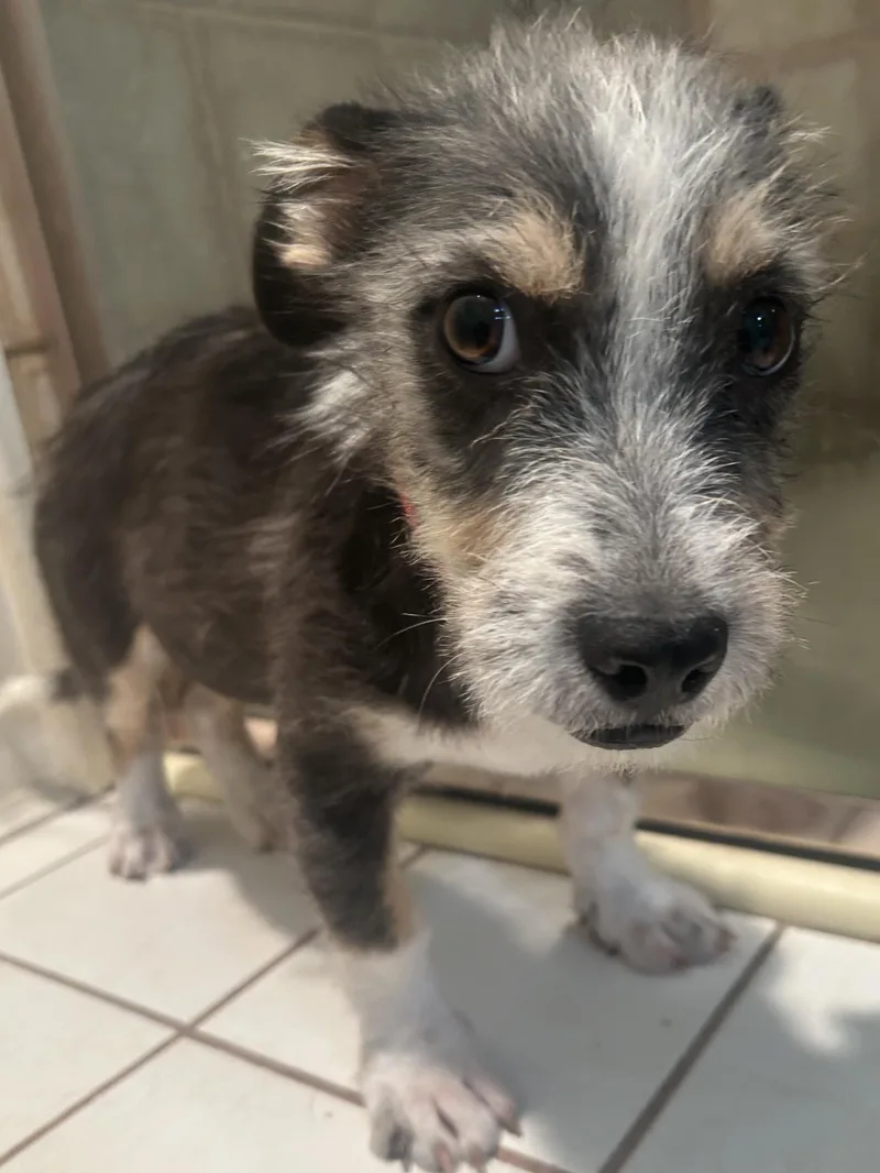 A young small-sized male Terrier dog named Frankie for adoption in El Cajon, CA