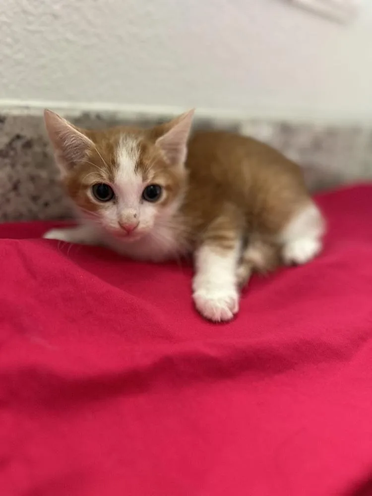 Cheddar Bay thumbnail 2