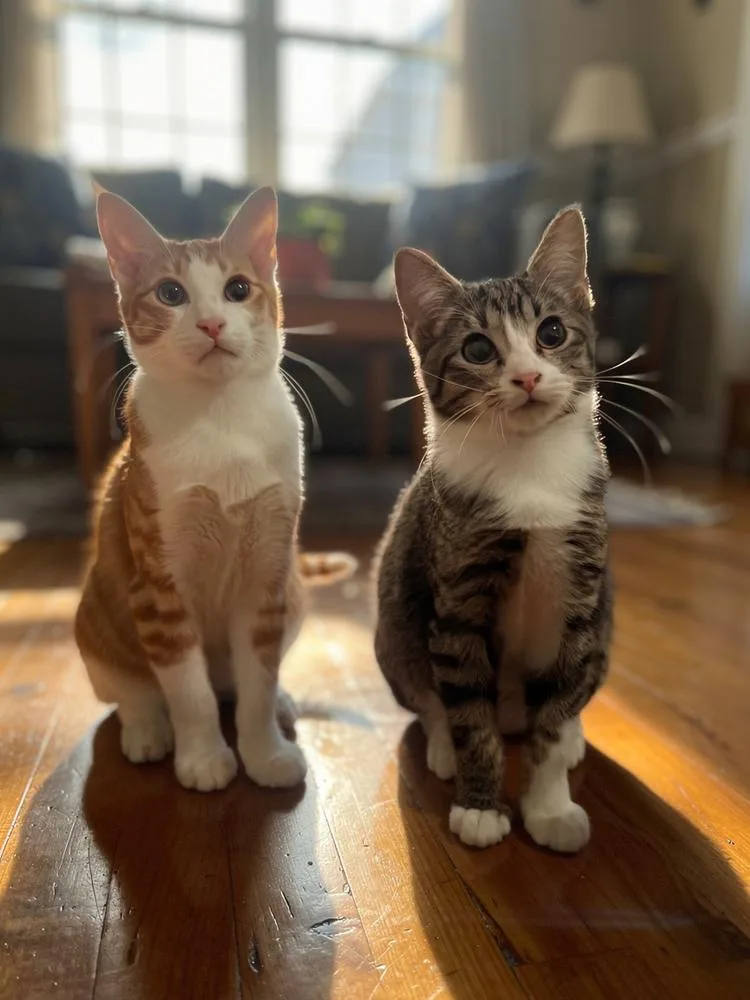 Cheddar Bay thumbnail 3