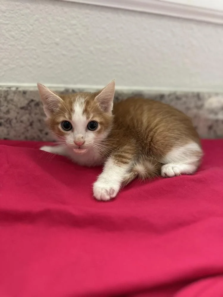 Cheddar Bay thumbnail 4