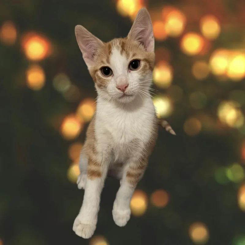 Cheddar Bay thumbnail 6