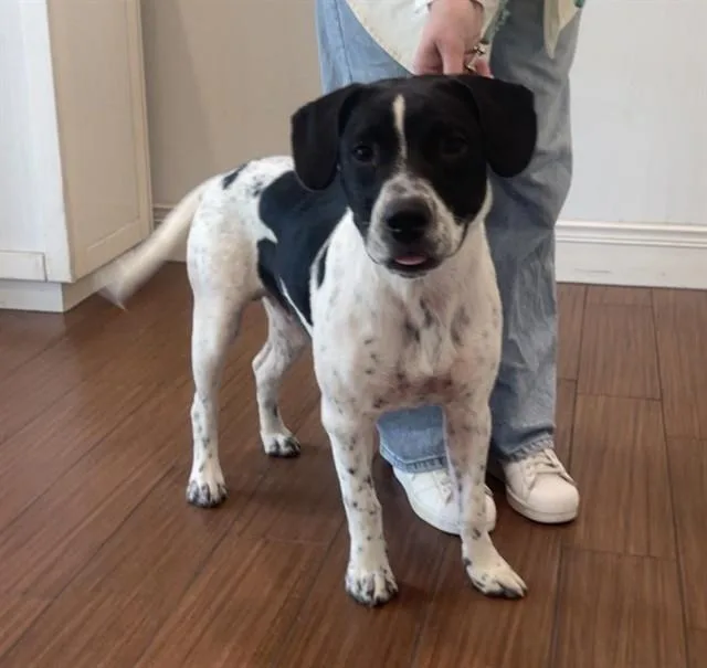 A young medium-sized male English Pointer dog named Captain Hook for adoption in Fort Lauderdale, FL