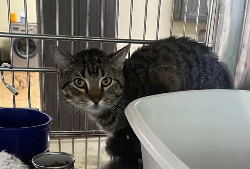 An adult medium-sized male Tiger cat named Nike for adoption in Austin, MN