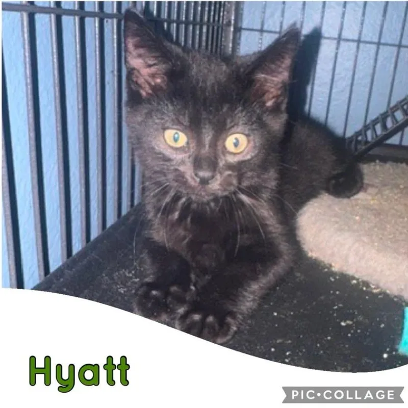 A baby small-sized male Black Domestic Short Hair cat named Hyatt for adoption in Orangevale, CA