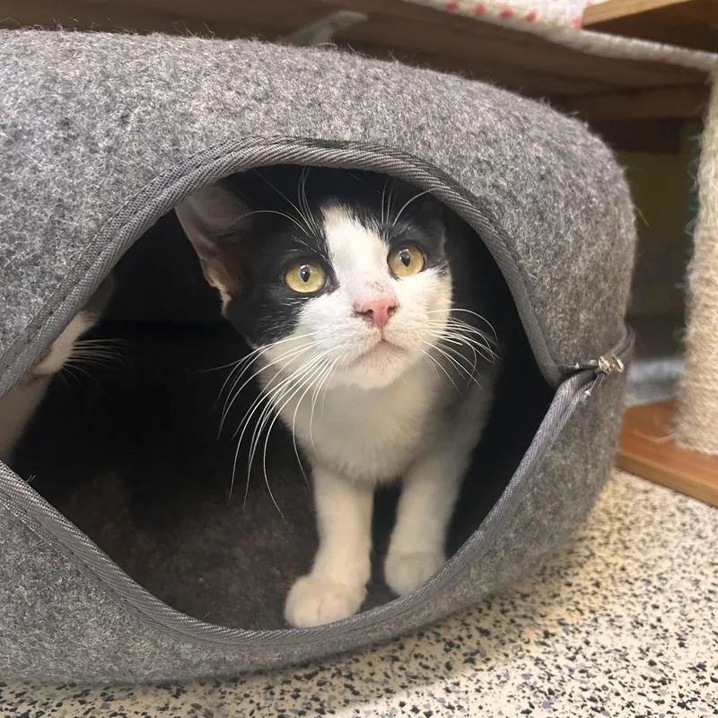 A young medium-sized male Black Domestic Short Hair cat named Dragon for adoption in Fresno, CA