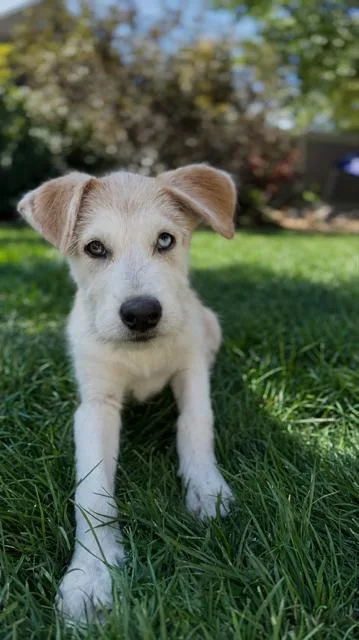 A young medium-sized male Anatolian Shepherd dog named Bruce for adoption in Midway, UT