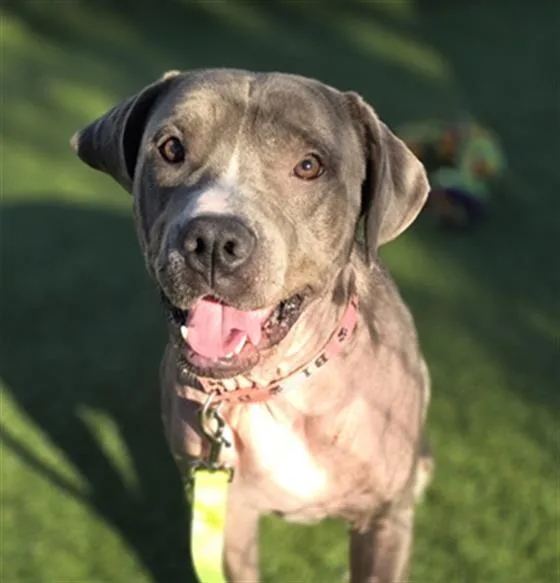 An adult large-sized male Mixed Breed dog named Mr. Wrinkly for adoption in Columbia, SC
