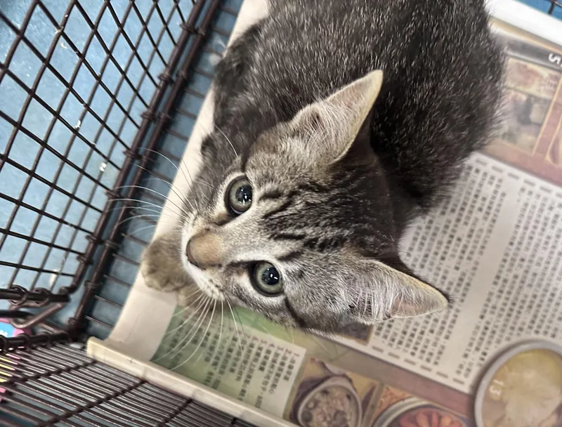 A baby small-sized female Domestic Short Hair cat named Cotton for adoption in Los Angeles, CA