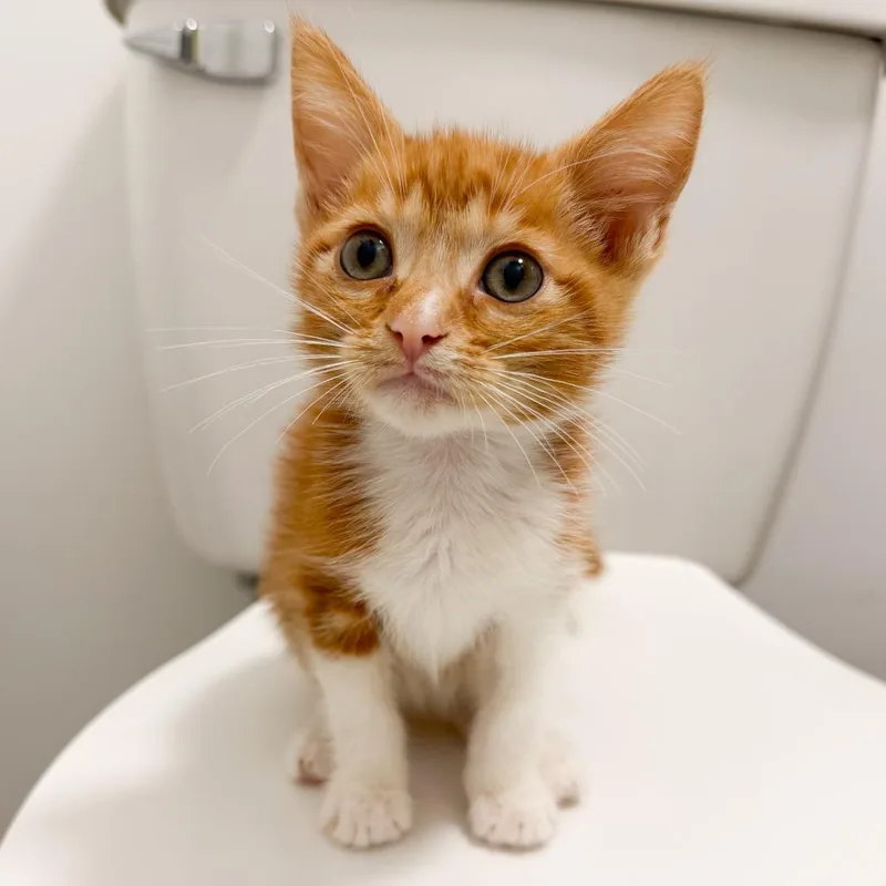 A baby small-sized male Orange / Red Domestic Short Hair cat named Larry for adoption in Long Beach, CA