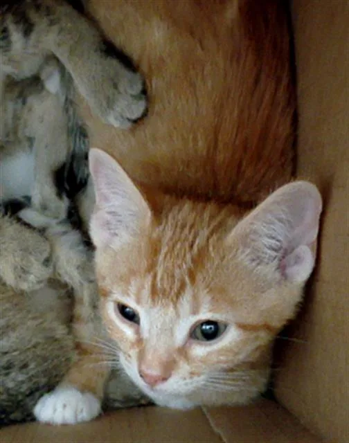 Cora