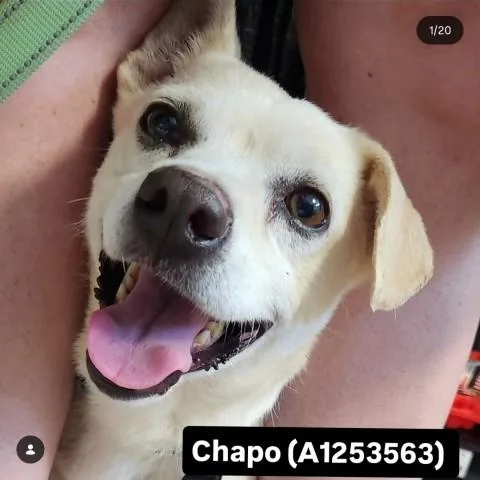 An adult small-sized male White / Cream Chihuahua dog named Chapo URGENT for adoption in Thousand Oaks, CA