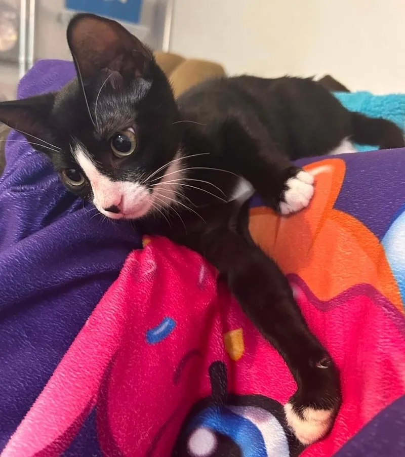 A baby medium-sized female Black & White / Tuxedo Domestic Short Hair cat named Bibba for adoption in Sedalia, CO